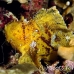 scorpionfish_leaf_db_h_0705_png2148.jpg